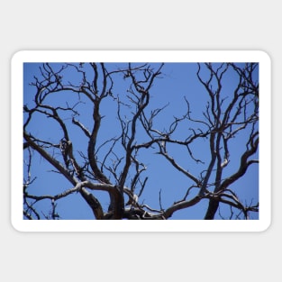 Branching out in Blue by Avril Thomas Sticker